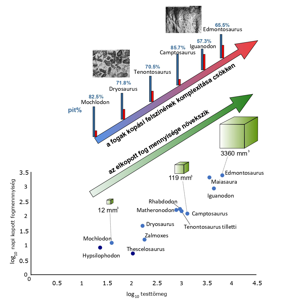 A_fogkopás_mennyiségi_és_minőségi_változása_növényevő_dinoszauruszoknál